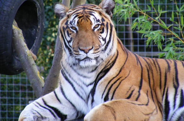 Tigre no Shepreth Wild Life Park